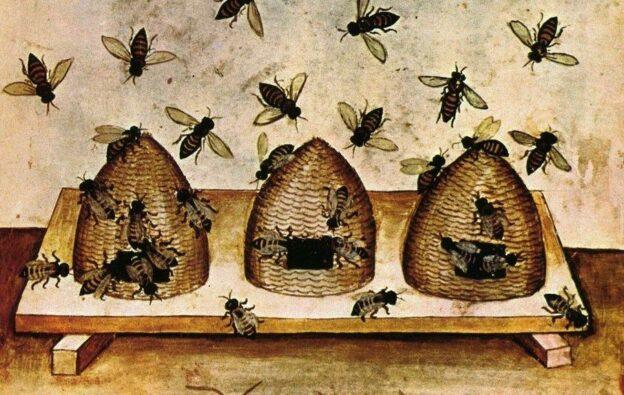 bees and hive