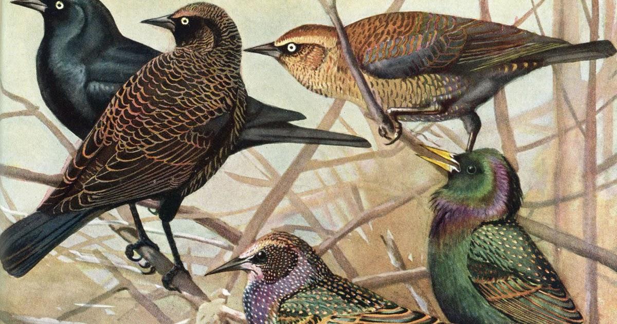 Pelham Birders and Naturalists:  Past and Present